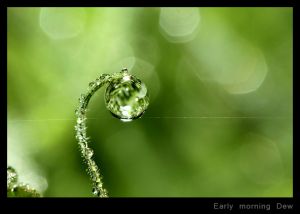Early morning Dew.jpg